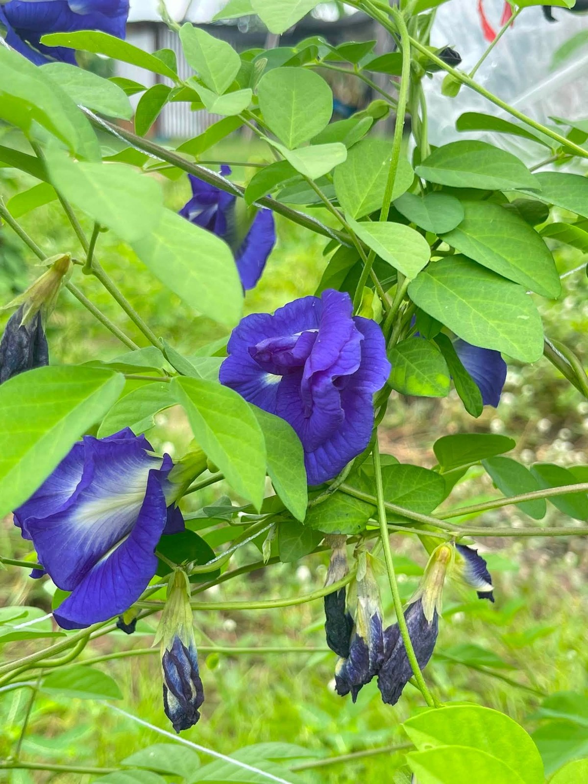 Butterfly pea vine with blue flowers