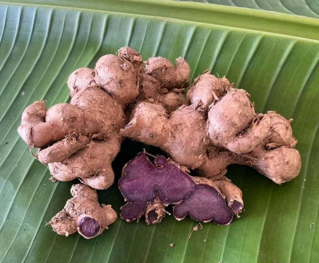 Black ginger rhizomes with purple cut surfaces on a green leaf